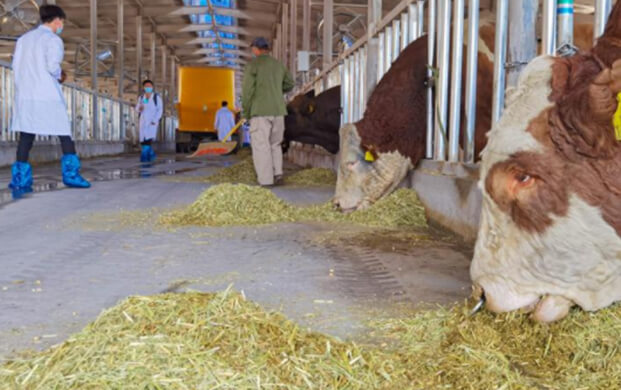 凍（dòng）精改（gǎi）良技術驅動（dòng）種業革新 海原縣打（dǎ）造畜牧業「芯片」新高地