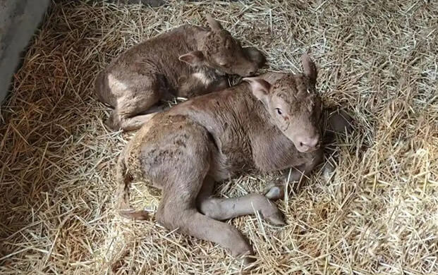 國內首（shǒu）例體細胞克隆延邊牛誕生！低溫（wēn）技術助力瀕（bīn）危種（zhǒng）質資源保護